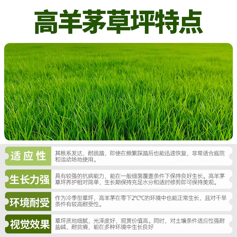 高羊茅厂家货源批发价格全国发货价格便宜欢迎下单咨询