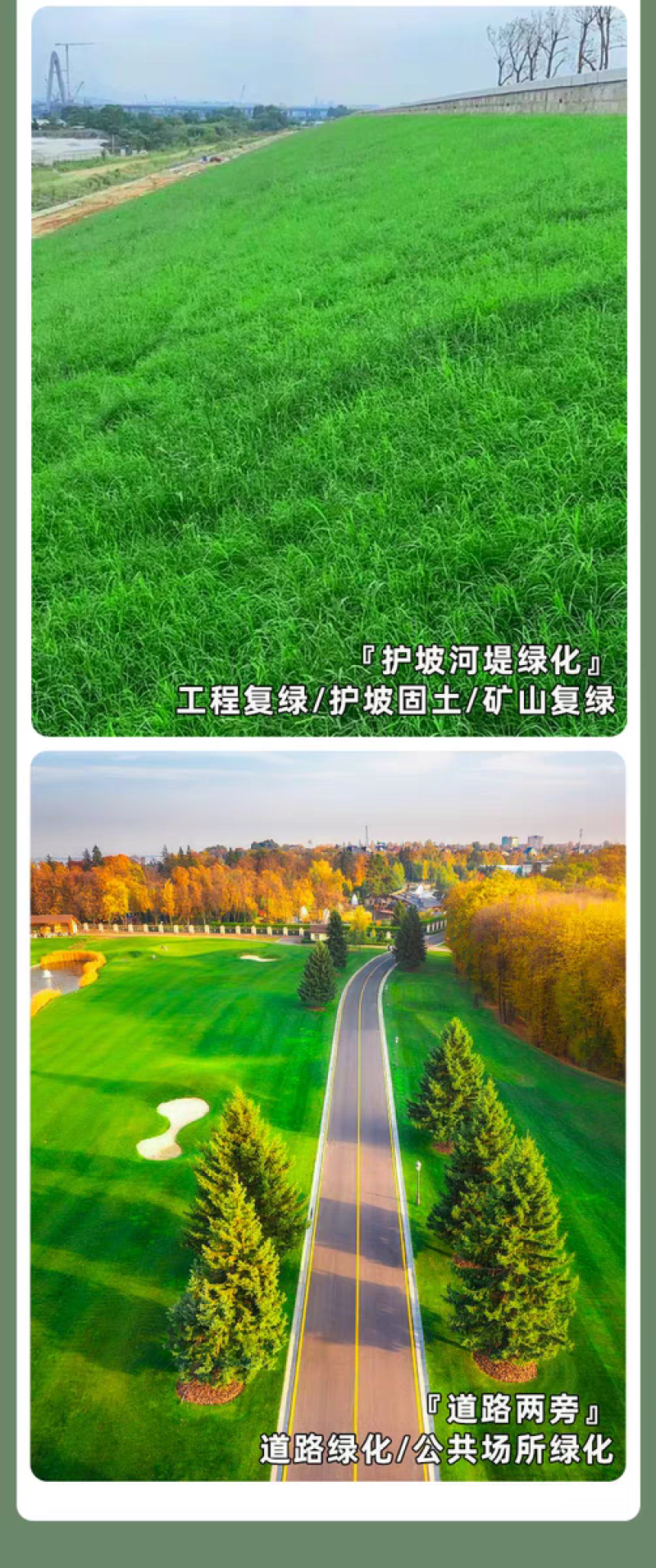 高羊茅厂家货源批发价格全国发货价格便宜欢迎下单咨询