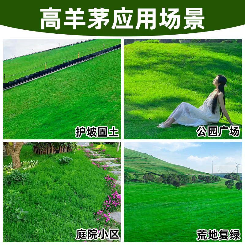 高羊茅厂家货源批发价格全国发货价格便宜欢迎下单咨询