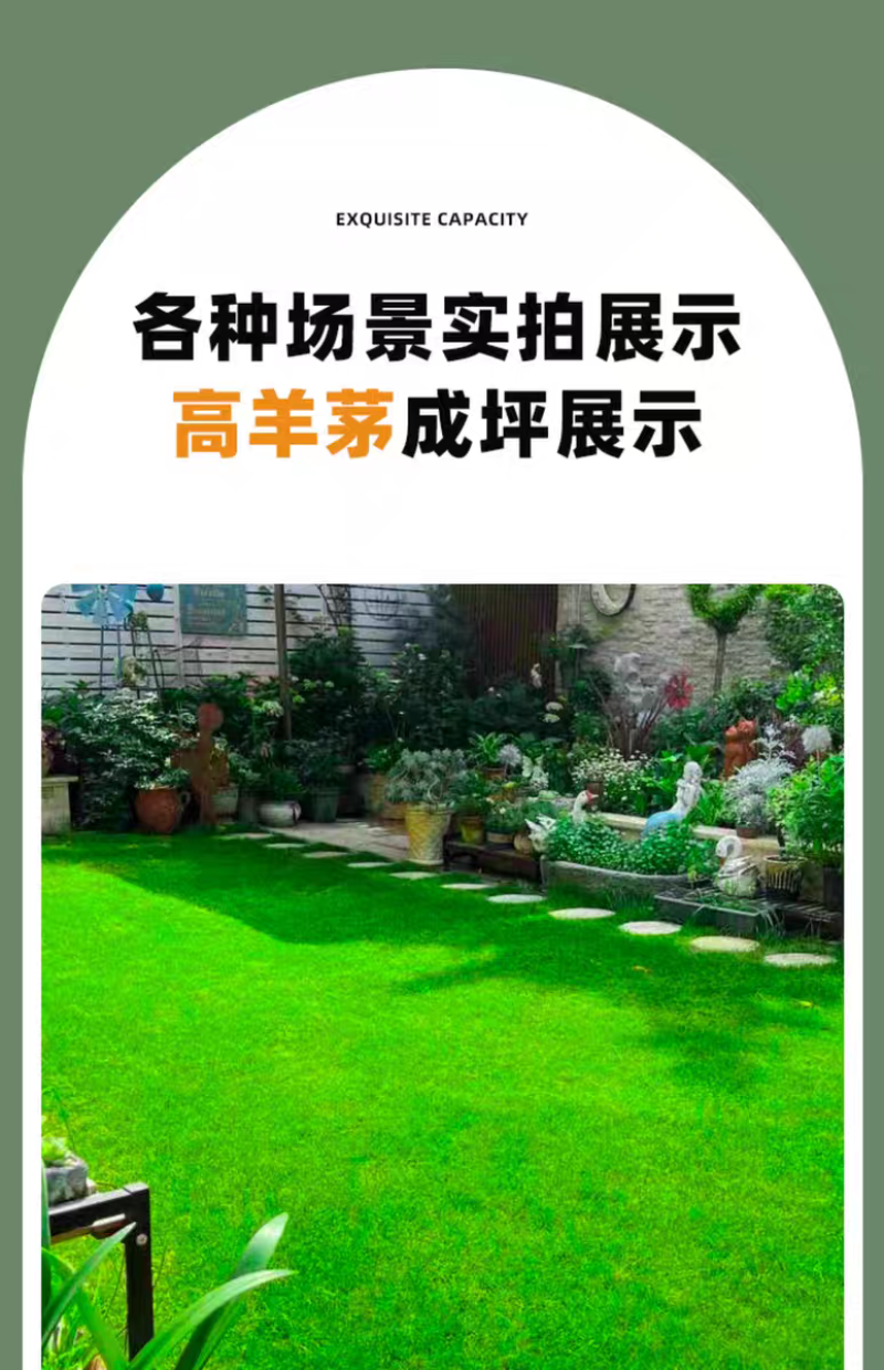 高羊茅厂家货源批发价格全国发货价格便宜欢迎下单咨询