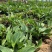 精品粉美人蕉。优质粉美人蕉