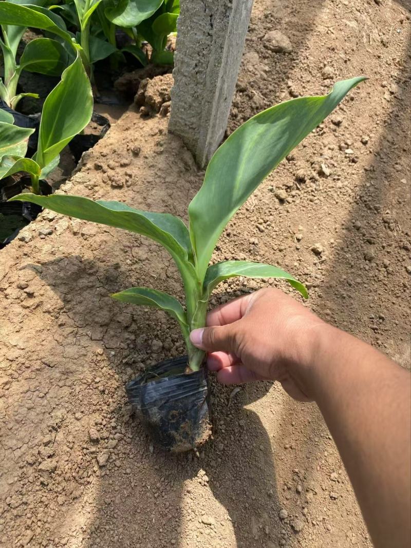 精品粉美人蕉。优质粉美人蕉