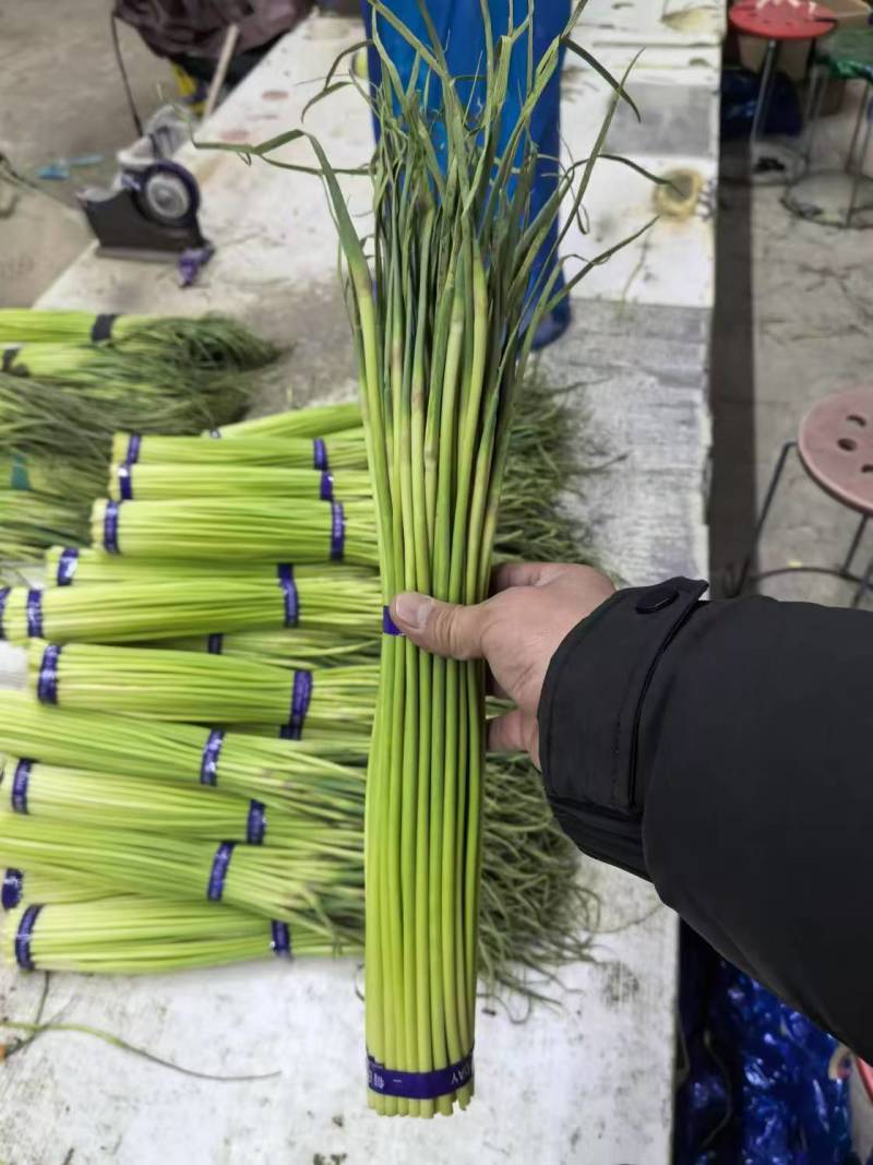 开封红帽蒜苔新鲜上市全国发货大量批发诚信经营