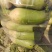 开封青，白萝卜大量上市包装齐全货源充足