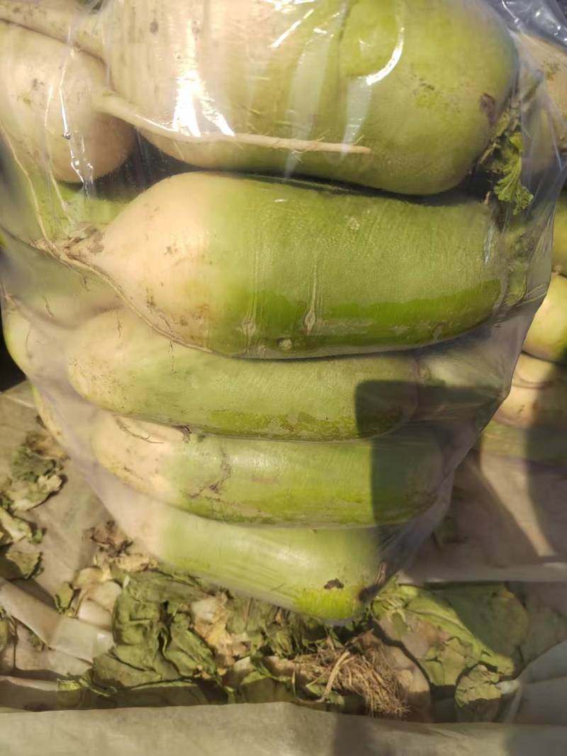 开封青，白萝卜大量上市包装齐全货源充足
