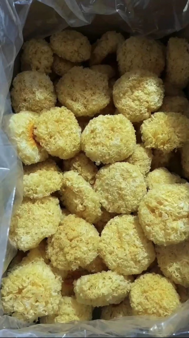 大黄银耳、精挑、无硫、无碎、干度颜色好、各种规格齐全、