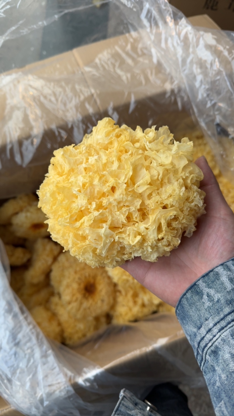 大黄银耳、精挑、无硫、无碎、干度颜色好、各种规格齐全、