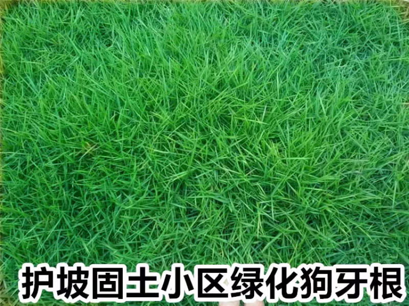 狗牙根厂家货源批发价格全国发货价格便宜欢迎下单咨询