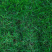 狗牙根厂家货源批发价格全国发货价格便宜欢迎下单咨询