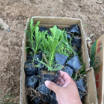 精品黄金菊优质黄金菊黄金菊自产自销