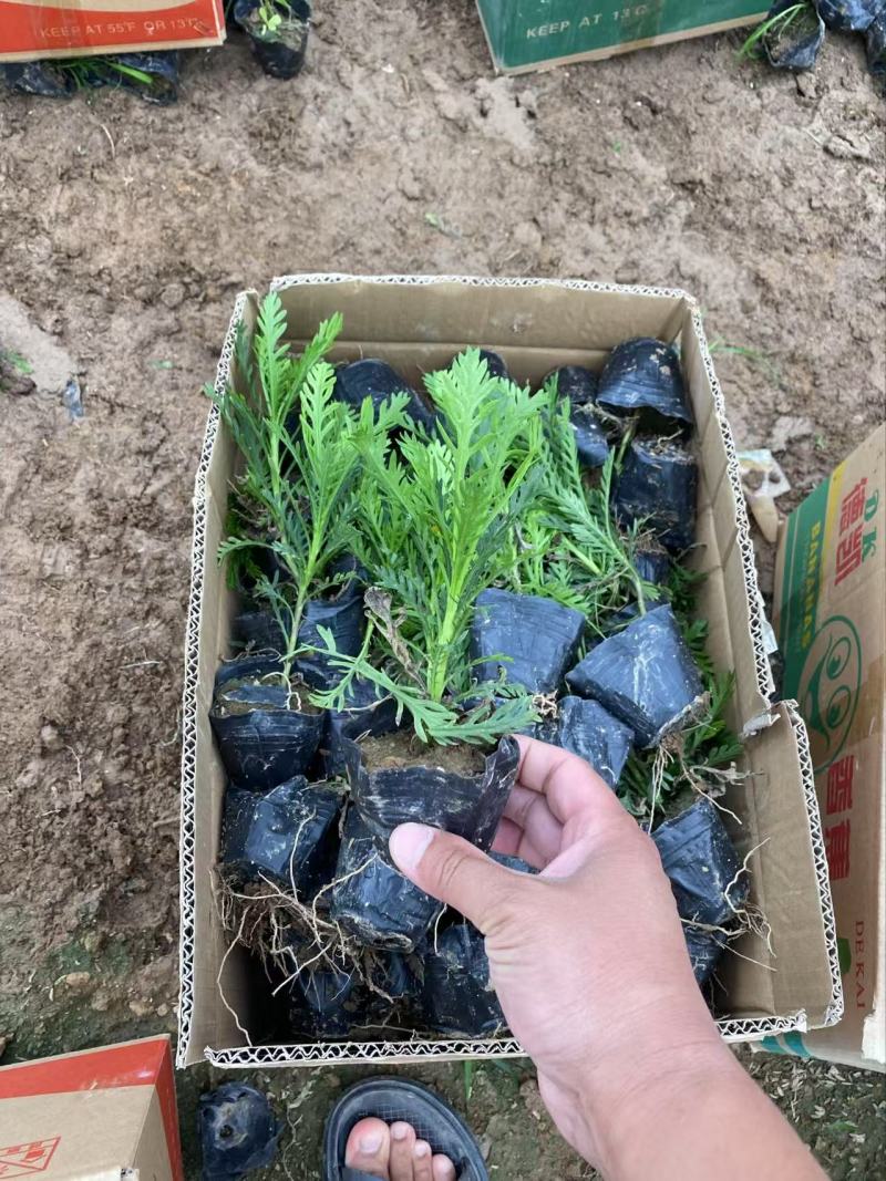 精品黄金菊优质黄金菊黄金菊自产自销