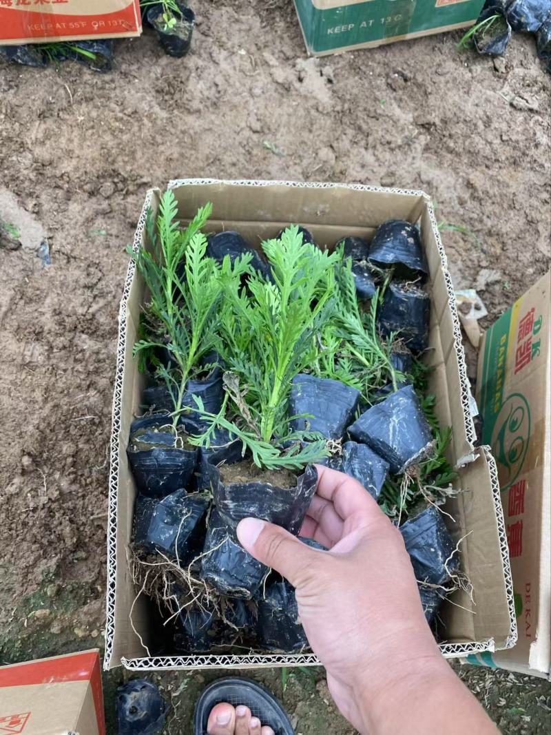 精品黄金菊优质黄金菊黄金菊自产自销