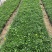 精品黄金菊优质黄金菊黄金菊自产自销