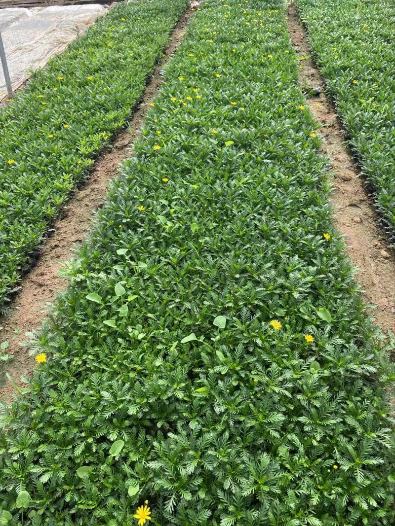 精品黄金菊优质黄金菊黄金菊自产自销