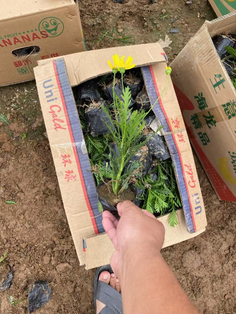 精品黄金菊优质黄金菊黄金菊自产自销