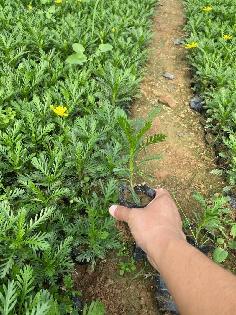 精品黄金菊优质黄金菊黄金菊自产自销