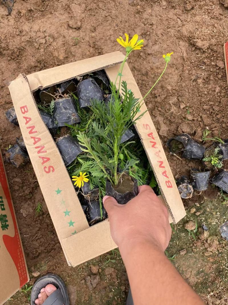 精品黄金菊优质黄金菊黄金菊自产自销