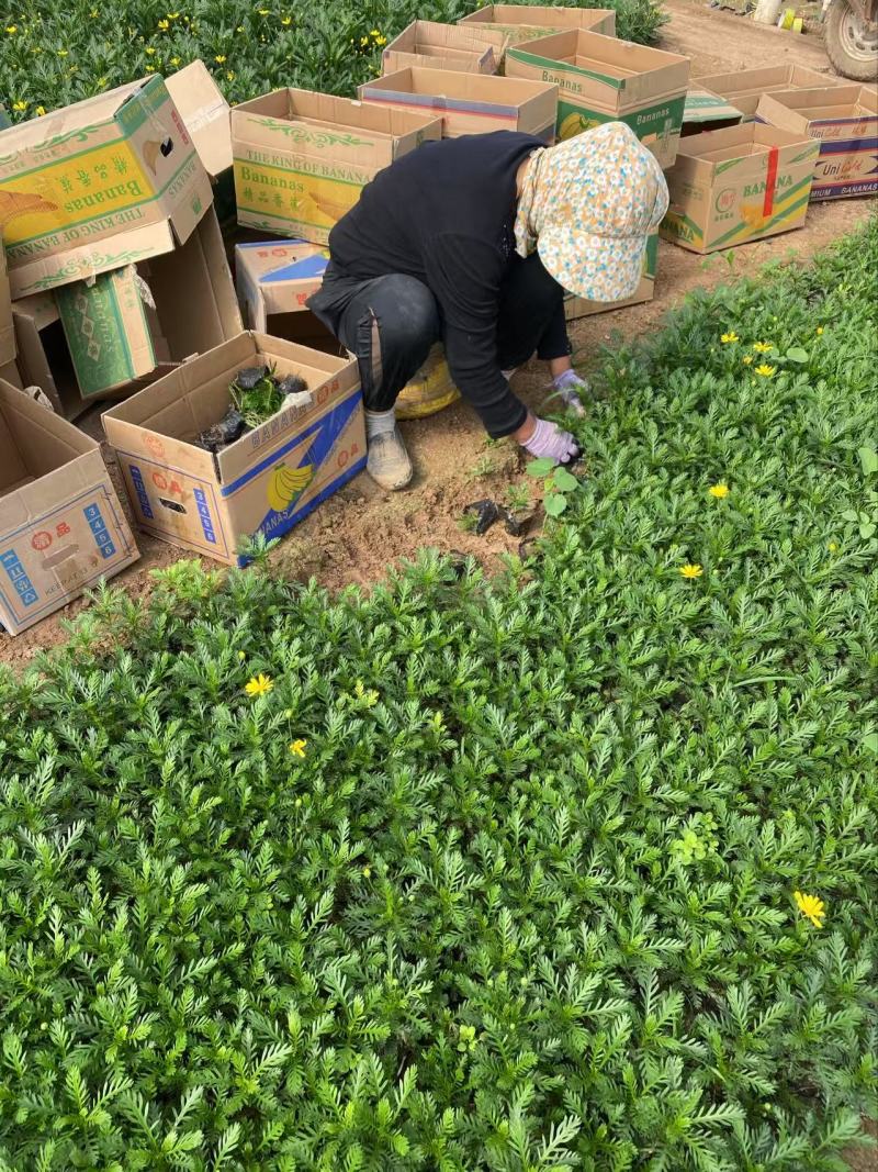 精品黄金菊优质黄金菊黄金菊自产自销