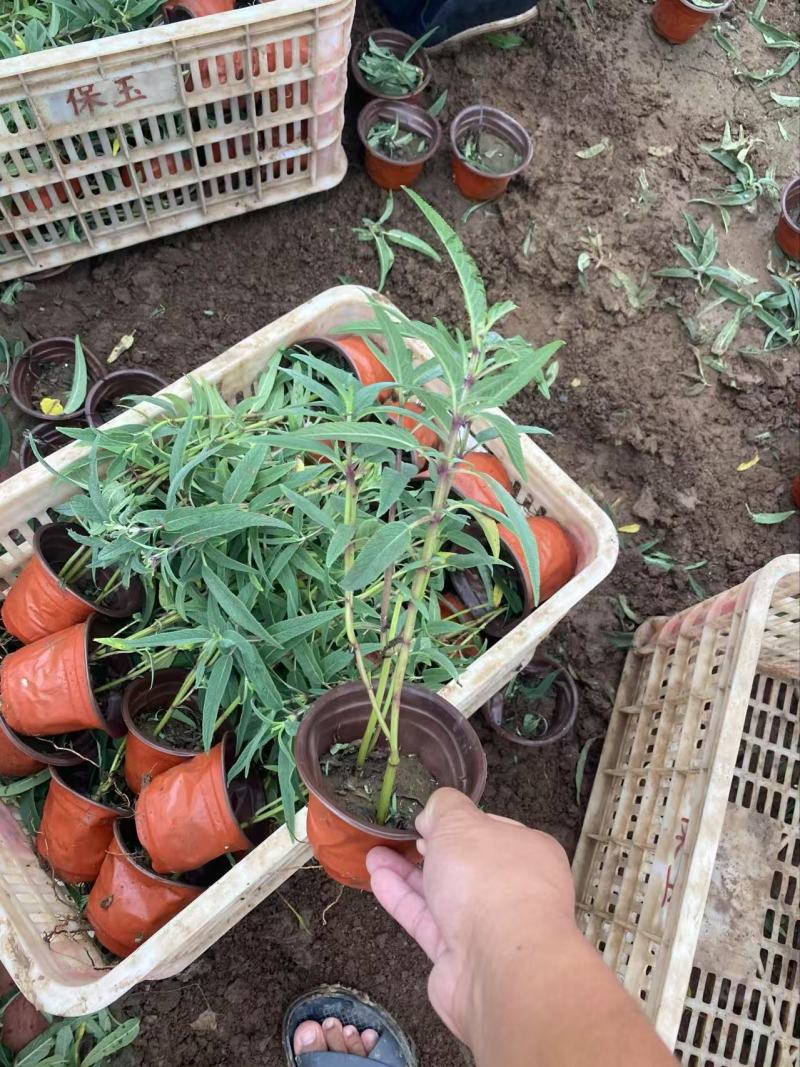 精品墨西哥鼠尾草有优质墨西哥鼠尾草