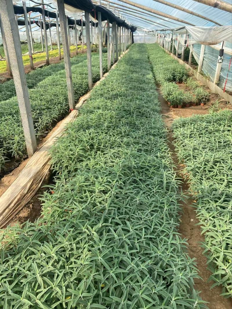 精品墨西哥鼠尾草有优质墨西哥鼠尾草