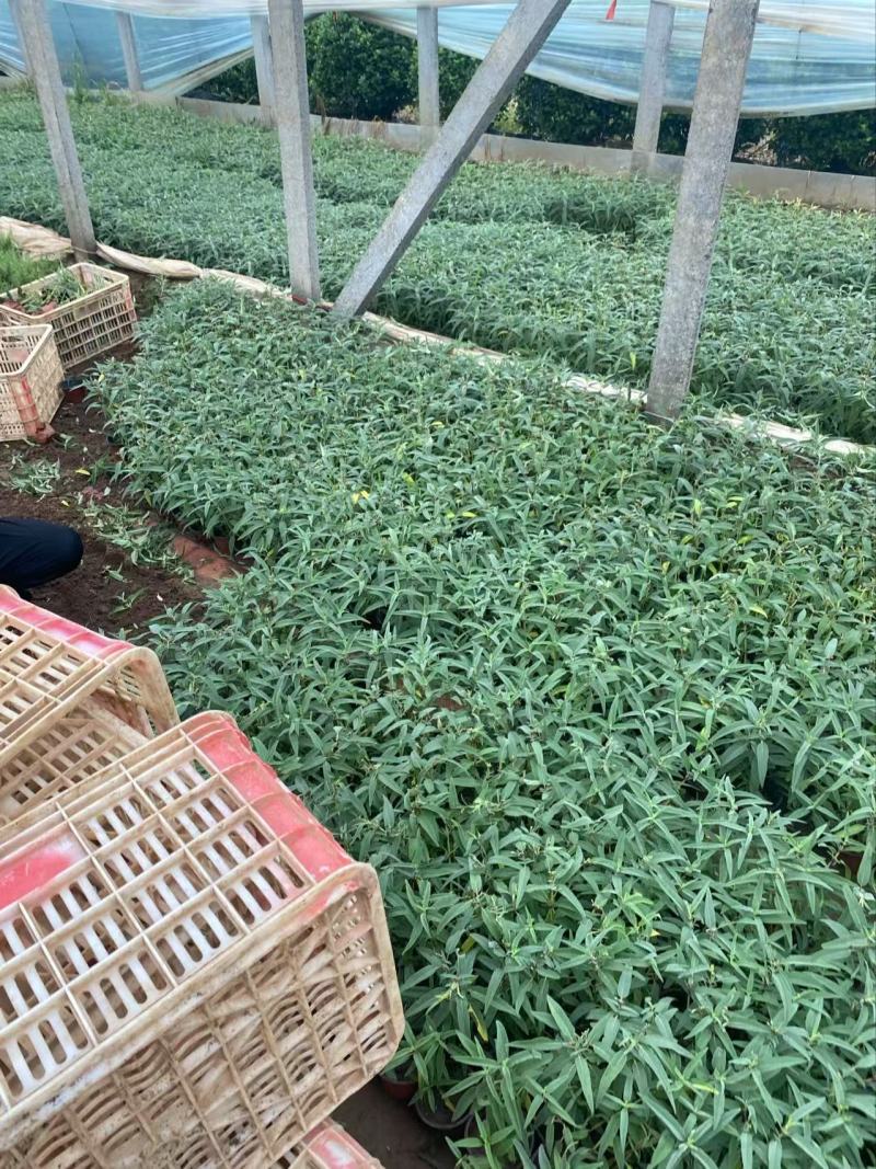 精品墨西哥鼠尾草有优质墨西哥鼠尾草