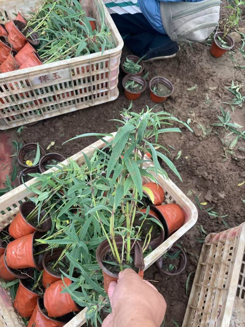 精品墨西哥鼠尾草有优质墨西哥鼠尾草
