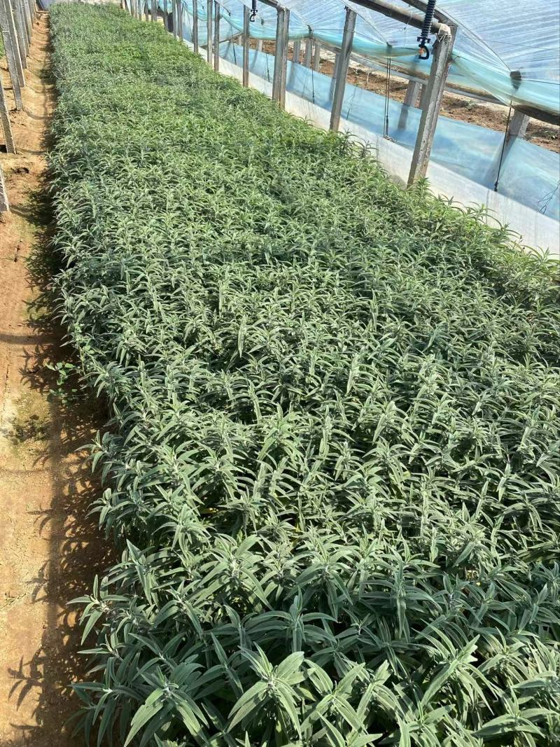 精品墨西哥鼠尾草有优质墨西哥鼠尾草