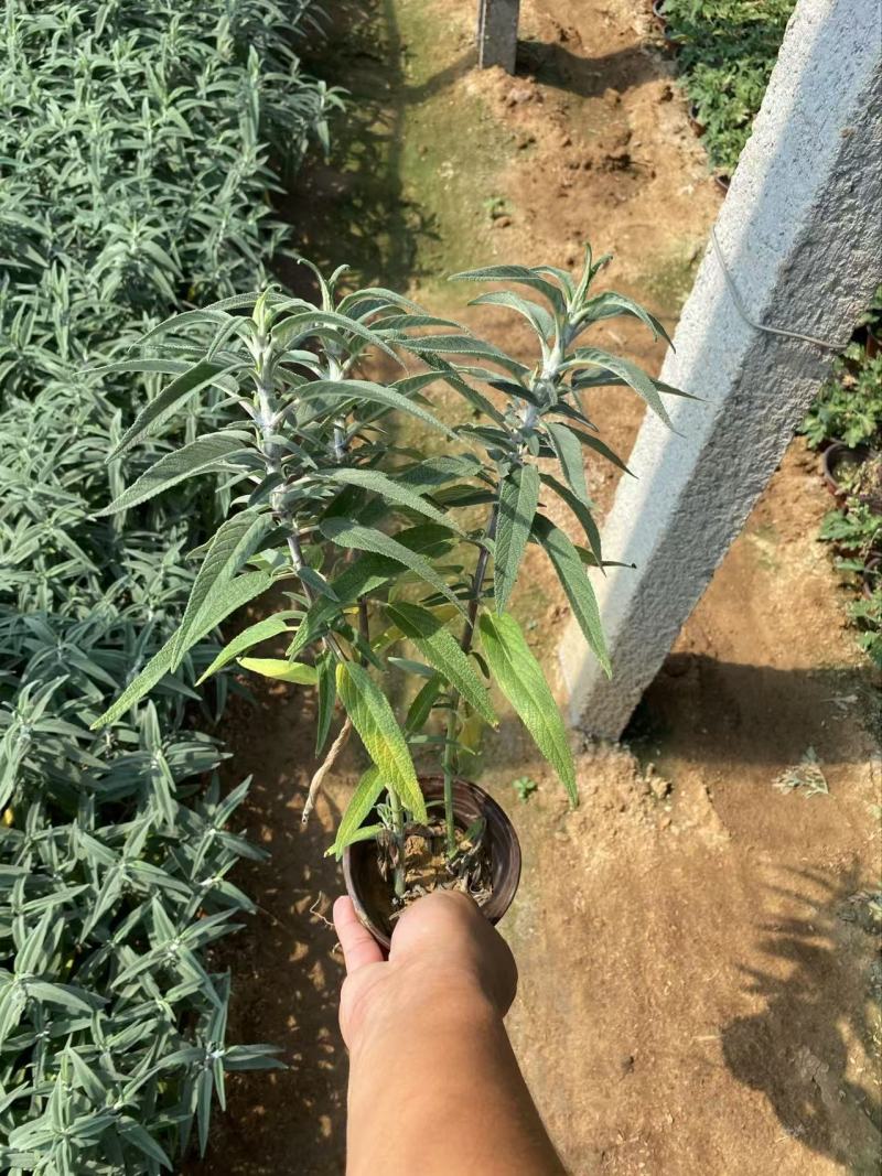 精品墨西哥鼠尾草有优质墨西哥鼠尾草