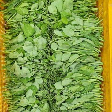 新鲜豌豆尖，豌豆苗