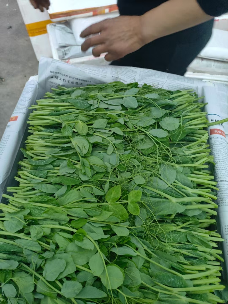 新鲜豌豆尖，豌豆苗