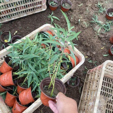 精墨西哥鼠尾草优质墨西哥鼠尾草