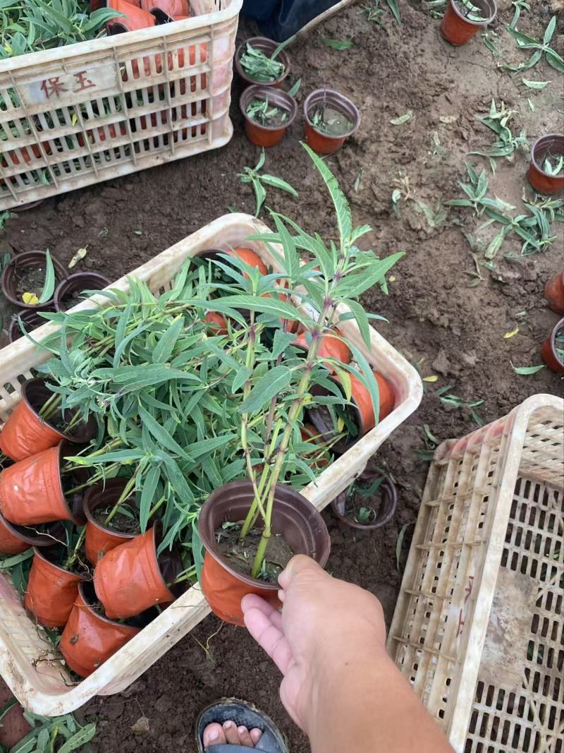 精墨西哥鼠尾草优质墨西哥鼠尾草
