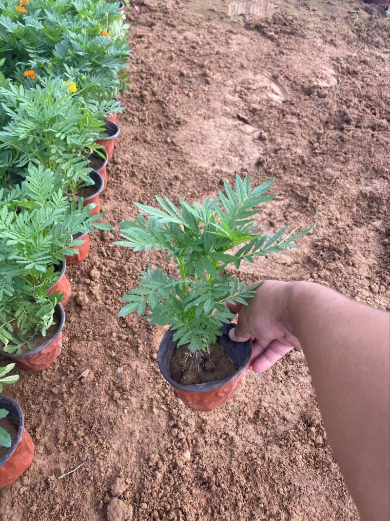 精墨西哥鼠尾草优质墨西哥鼠尾草