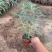 精墨西哥鼠尾草优质墨西哥鼠尾草