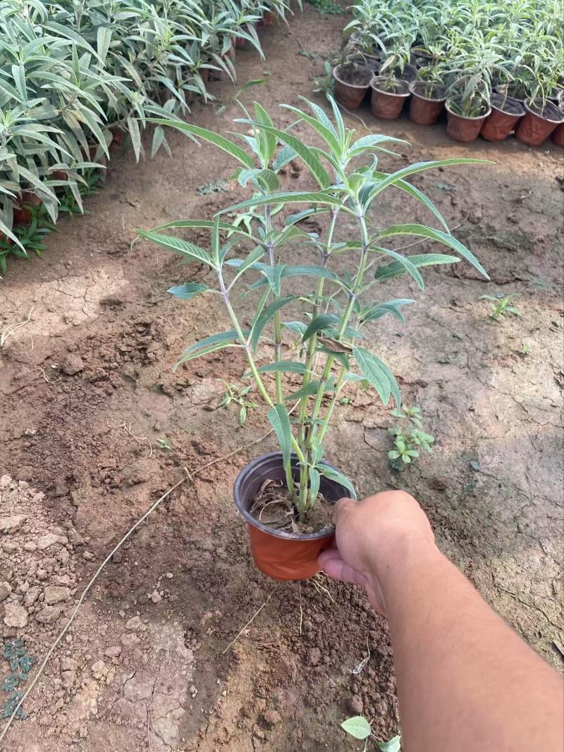 精墨西哥鼠尾草优质墨西哥鼠尾草
