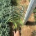 精墨西哥鼠尾草优质墨西哥鼠尾草