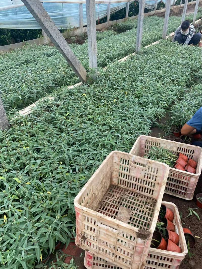 精墨西哥鼠尾草优质墨西哥鼠尾草