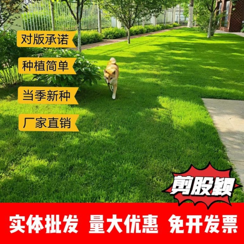剪股颖厂家货源批发价格全国发货价格便宜欢迎下单咨询