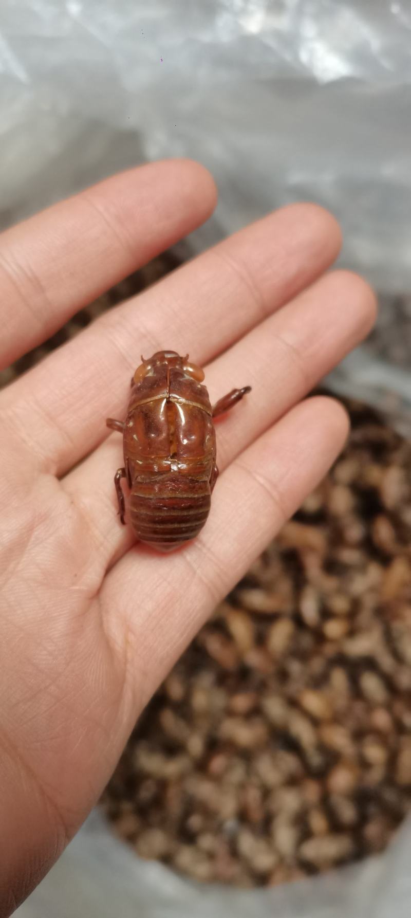 正宗蝉蜕水洗三遍大号，全国供应欢迎垂询品质保证
