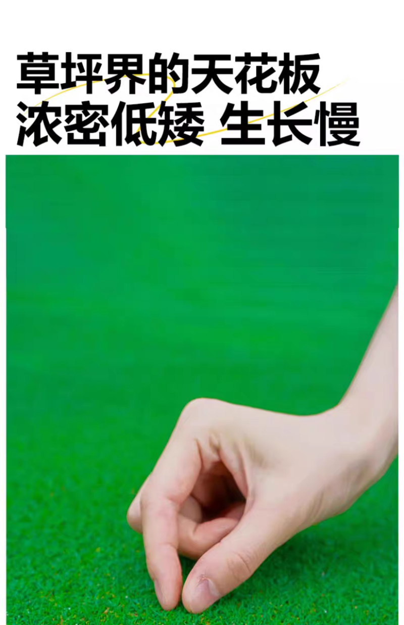 剪股颖厂家货源批发价格全国发货价格便宜欢迎下单咨询