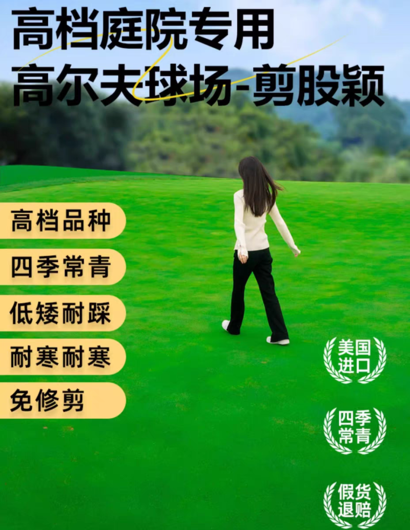 剪股颖厂家货源批发价格全国发货价格便宜欢迎下单咨询