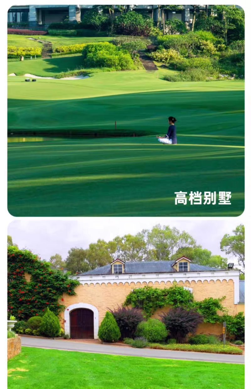 剪股颖厂家货源批发价格全国发货价格便宜欢迎下单咨询
