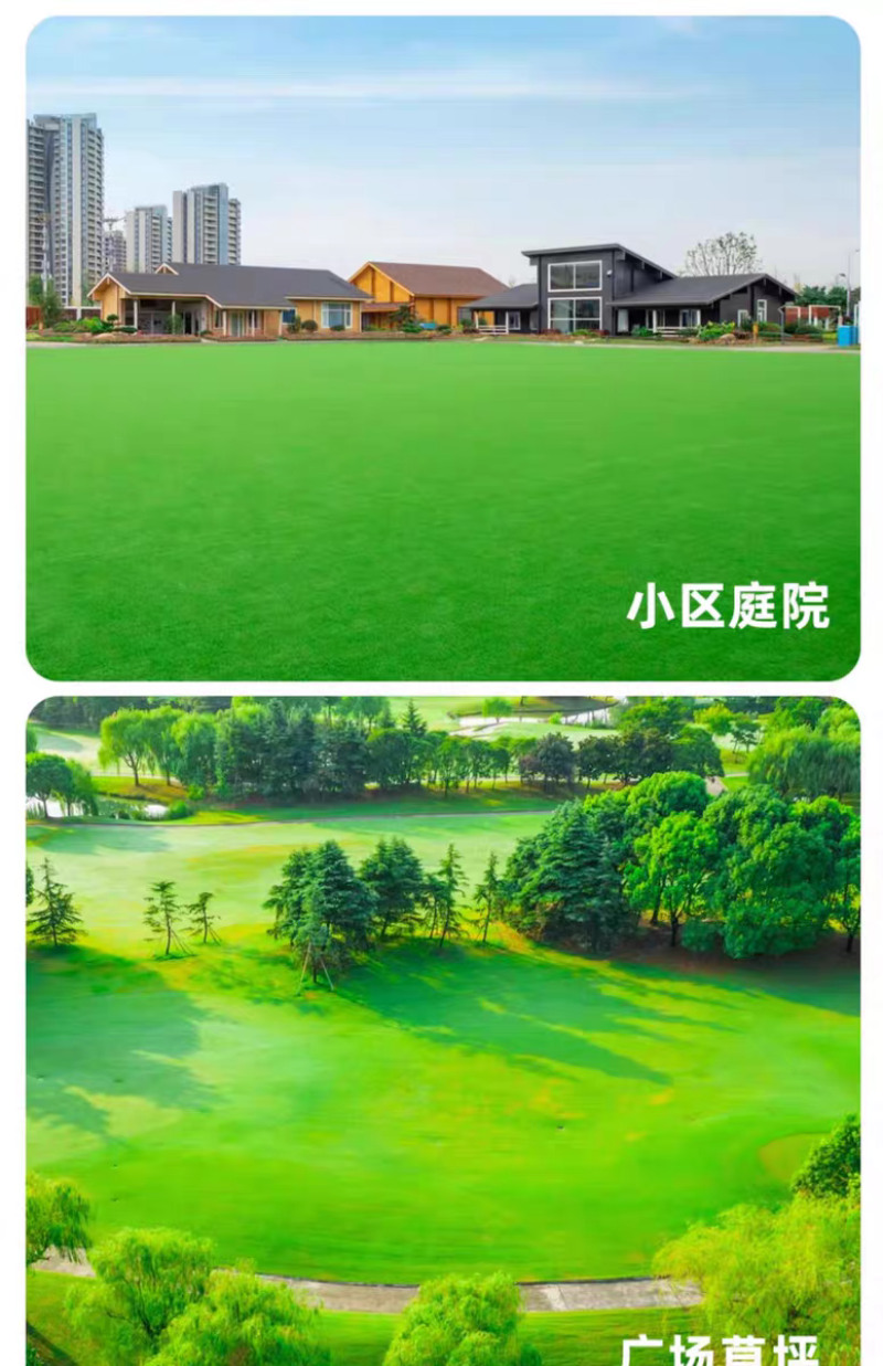 剪股颖厂家货源批发价格全国发货价格便宜欢迎下单咨询