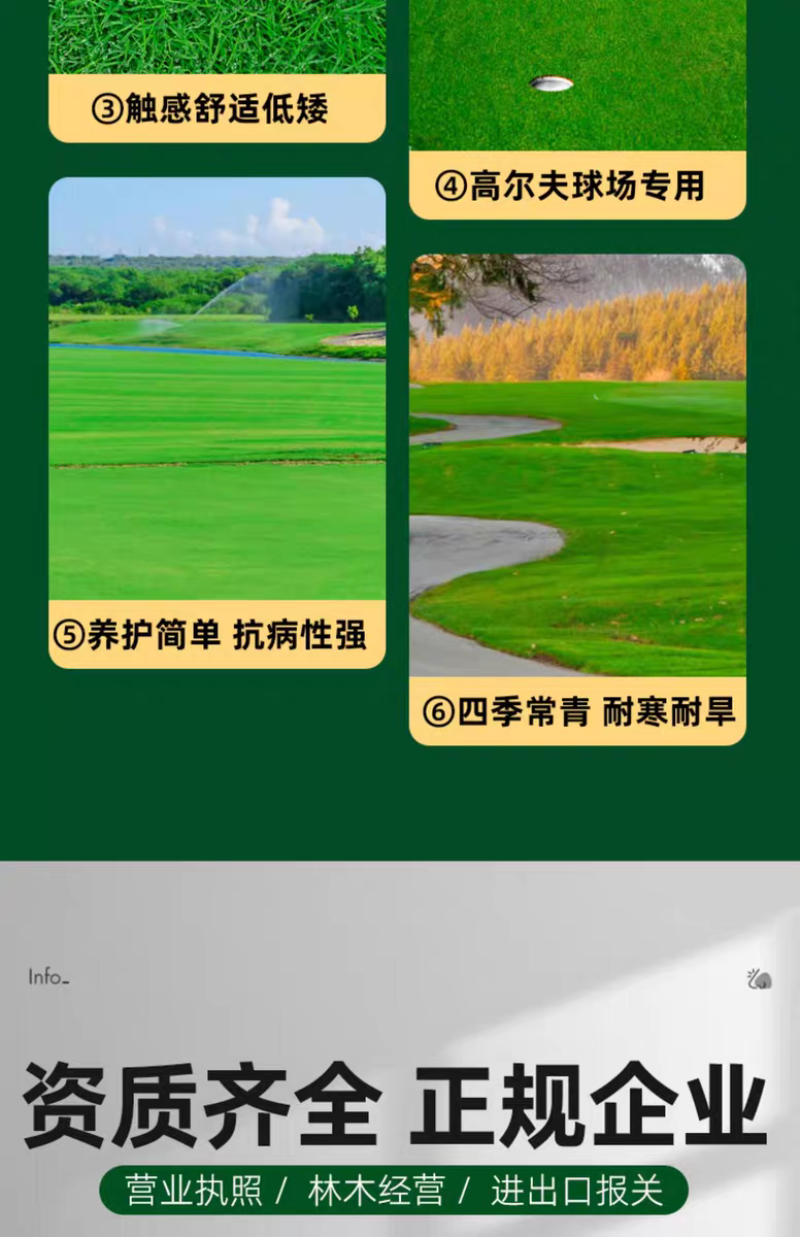 剪股颖厂家货源批发价格全国发货价格便宜欢迎下单咨询