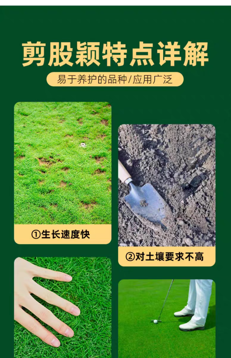 剪股颖厂家货源批发价格全国发货价格便宜欢迎下单咨询