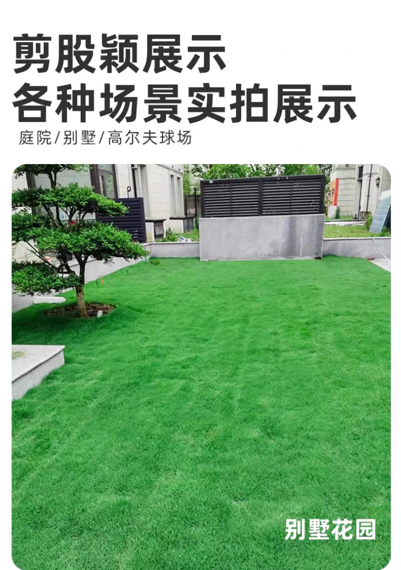 剪股颖厂家货源批发价格全国发货价格便宜欢迎下单咨询