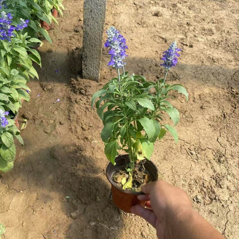 精品鼠尾草蓝花鼠尾草草花鼠尾草兰花鼠尾草