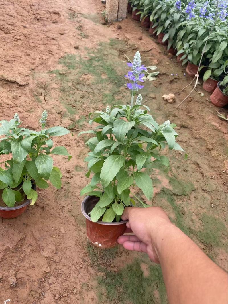 精品鼠尾草蓝花鼠尾草草花鼠尾草兰花鼠尾草
