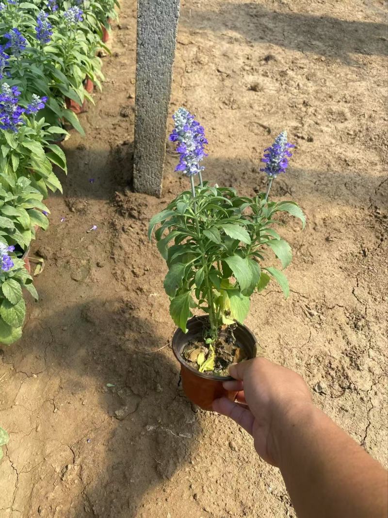 精品鼠尾草蓝花鼠尾草草花鼠尾草兰花鼠尾草