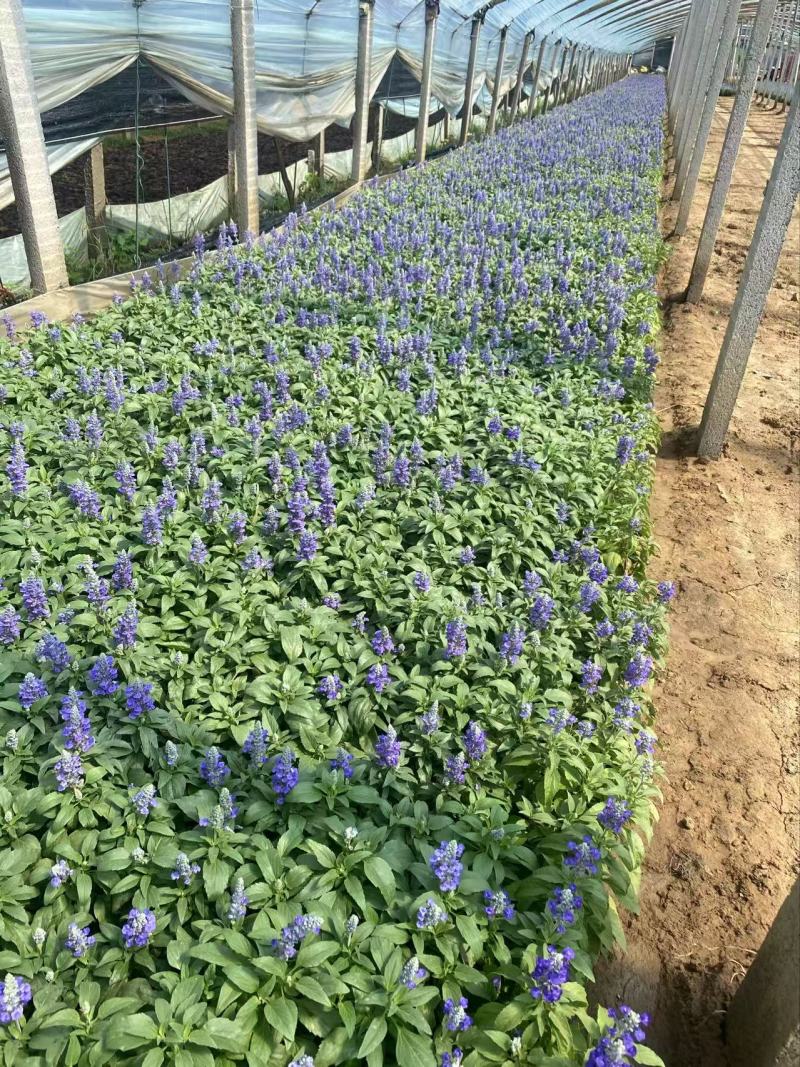 精品鼠尾草蓝花鼠尾草草花鼠尾草兰花鼠尾草